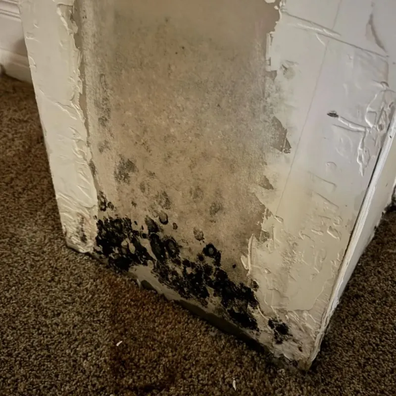 Professional Mold Removal in Hallsville, MO